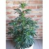 Black Jack, Фасовка: 3+1, изображение 2