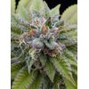 Auto Bubba Kush XL, Фасовка: 5, изображение 2