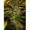 Auto Bubba Kush XL, Фасовка: 5, изображение 3