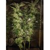 Auto Bubba Kush XL, Фасовка: 5