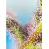 Purple Punch OG, Фасовка: 3+1, изображение 2