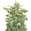 Anesthesia Auto, Фасовка: 3+1, изображение 2
