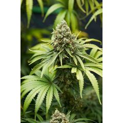 Bruce Banner #3, Фасовка: 5