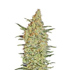 Neville's Haze, Фасовка: 1