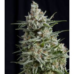 Anesthesia CBD, Фасовка: 3+1