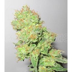 Y Griega CBD, Фасовка: 3
