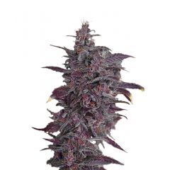 Black Cream Auto, Фасовка: 3+1