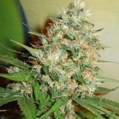 Critical Kush, Фасовка: 3