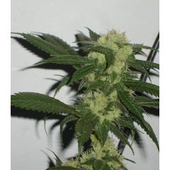 Canadian Kush 2.0, Фасовка: 3