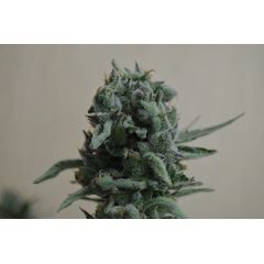 White Widow 47, Фасовка: 5