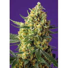 Crystal Candy XL Auto, Фасовка: 5+2