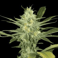 Auto White Widow genetics, Фасовка: 5+2