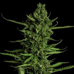 Auto White Devotchka genetics, Фасовка: 3+1