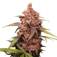 Purple Punch, Фасовка: 3