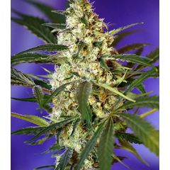 Fast Bud #2 Auto, Фасовка: 3+1