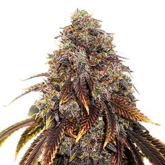 Gelato 41 Auto, Фасовка: 3