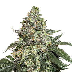 Girl Scout Cookies Auto, Фасовка: 3