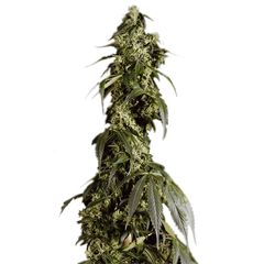 Arjan's Haze #1, Фасовка: 5