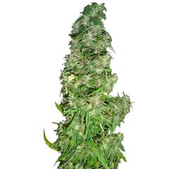 Arjan's Haze #2, Фасовка: 10