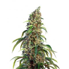 Black Jack CBD, Фасовка: 5+2