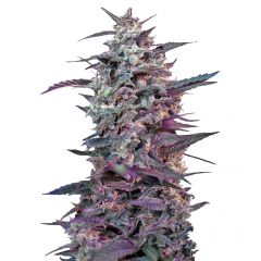Bloody Skunk Auto, Фасовка: 3+1