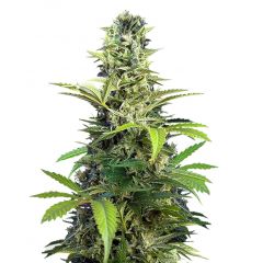 Chem Beyond Diesel C.B.D., Фасовка: 3+1