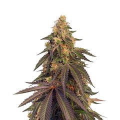 Cream Caramel CBD, Фасовка: 5+2