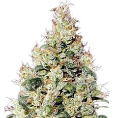 Exodus Cheese Auto CBD, Фасовка: 3