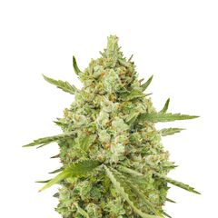 Super Lemon Haze CBD, Фасовка: 3