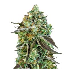 Sweet Nurse Auto CBD, Фасовка: 3+1