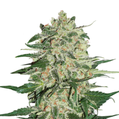 Big Bud Auto, Фасовка: 3