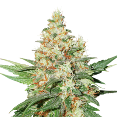 O.G Kush Auto, Фасовка: 1
