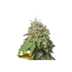 Green Crack Auto, Фасовка: 1