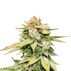 GG4 Auto/Gorilla Glue Auto, Фасовка: 3