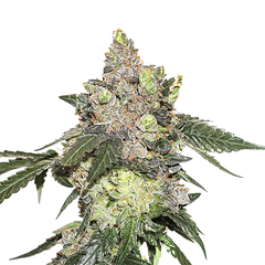 Girl Scout Cookies, Фасовка: 3