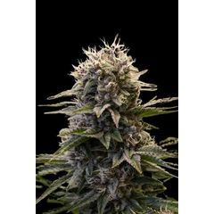Black Ultimate genetics, Фасовка: 5+2