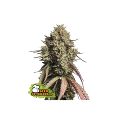 Gorilla Cookies Auto, Фасовка: 1