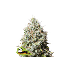 Jack Herer, Фасовка: 3