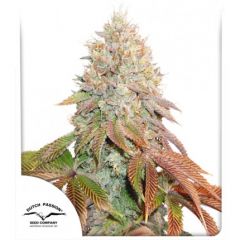 Banana Blaze Auto, Фасовка: 7