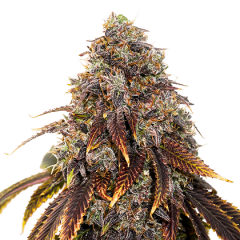 Gelato 41, Фасовка: 3