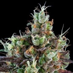 Sour Ripper Auto, Фасовка: 5