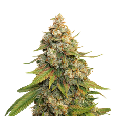 Golden Lemon Haze, Фасовка: 3