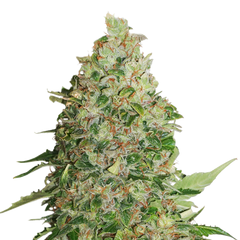 Bcn Critical XXL Auto, Фасовка: 3