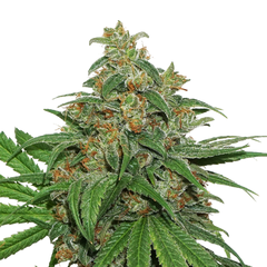 AK420, Фасовка: 3