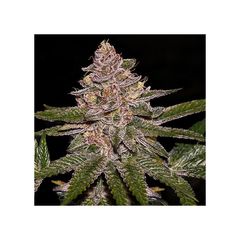 Radical Juice Auto, Фасовка: 5
