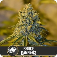 Bruce Banner #3, Фасовка: 3