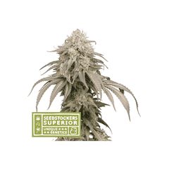 Mandarin Panties Auto, Фасовка: 1