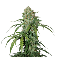 CBD 1:1 Silver Lime Haze Auto, Фасовка: 3