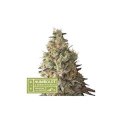 Mack&Crack Auto, Фасовка: 1