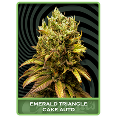 Emerald Triangle Cake Auto, Фасовка: 5
